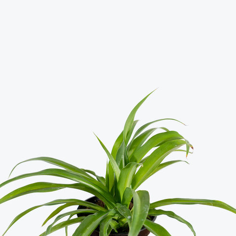 Chlorophytum Spider Plant - Green