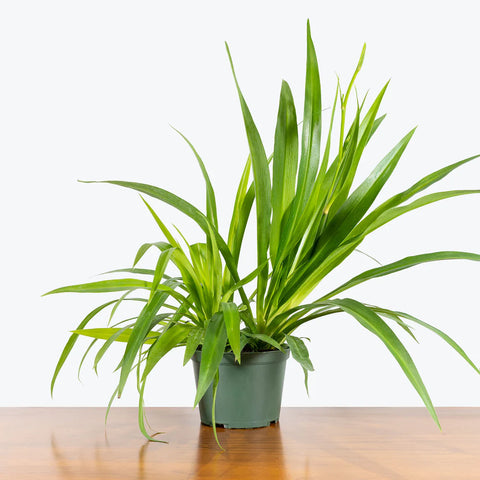 Chlorophytum Spider Plant - Green