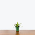Chlorophytum Spider Plant - Reverse