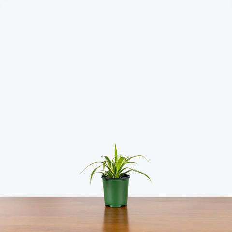 Chlorophytum Spider Plant - Reverse