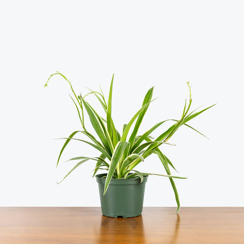 Chlorophytum Spider Plant - Reverse