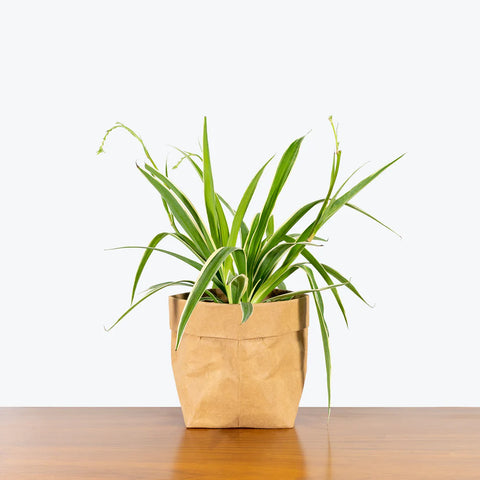 Chlorophytum Spider Plant - Reverse