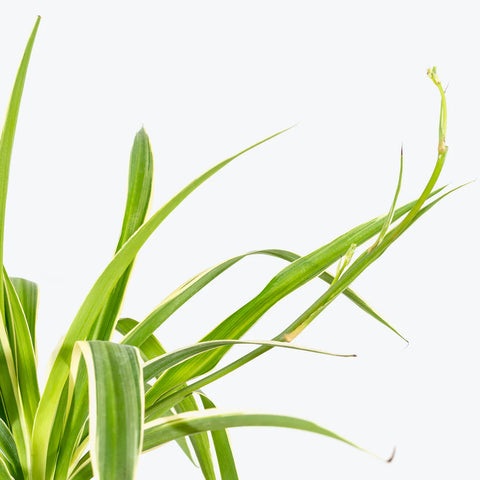 Chlorophytum Spider Plant - Reverse