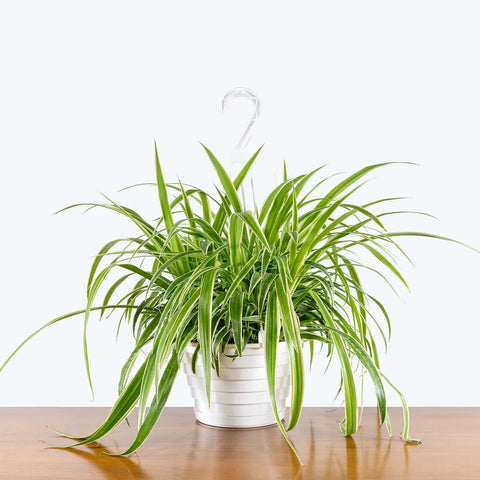 Chlorophytum Spider Plant - Reverse