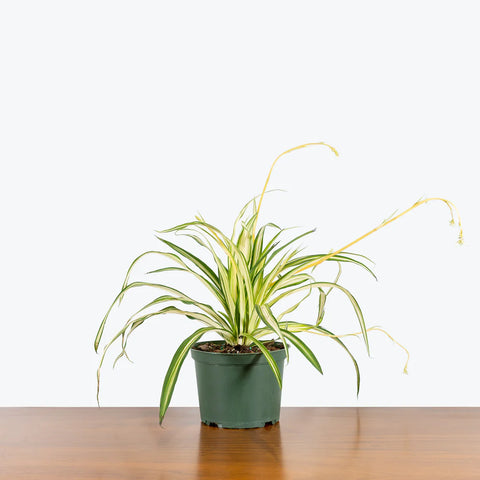 Chlorophytum Spider Plant - Variegated
