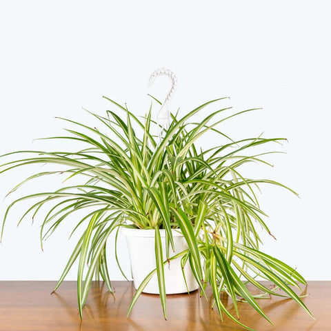 Chlorophytum Spider Plant - Variegated