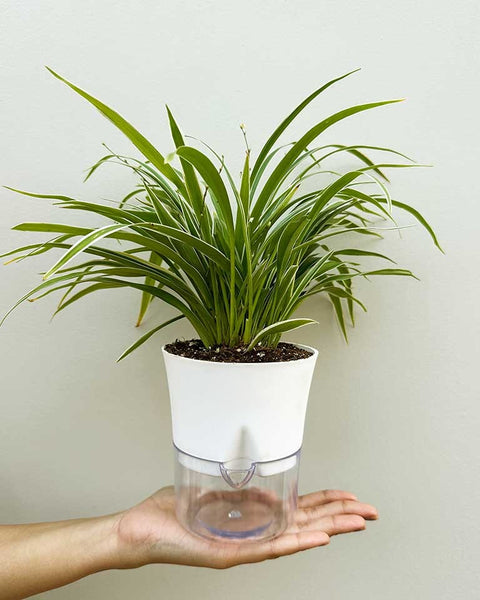 Chlorophytum Spider Plant - Reverse