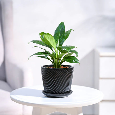 Peace Lily