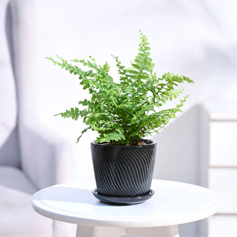Boston Compacta Fern
