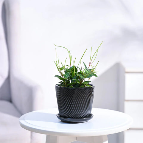 Peperomia Angulata