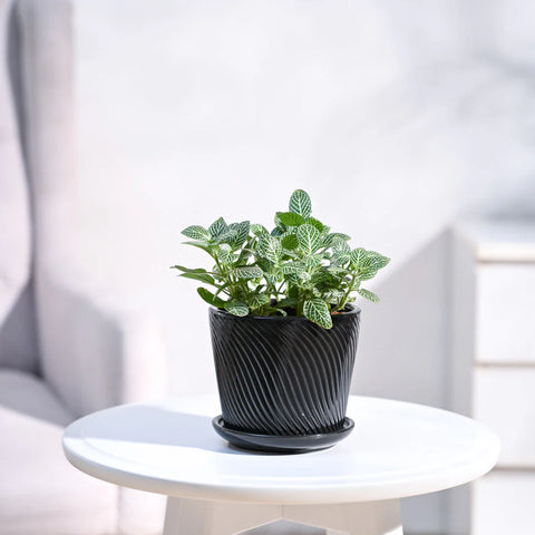 White Nerve Plant