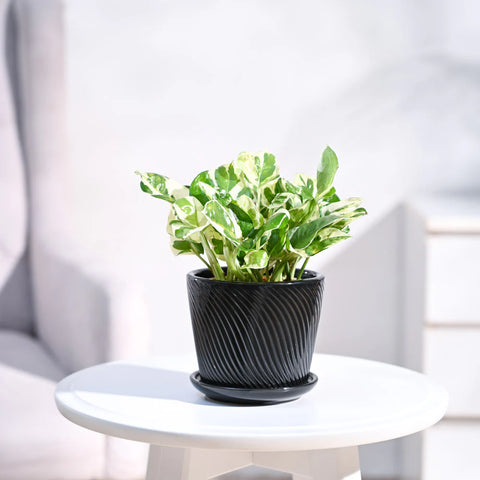 Epipremnum Aureum - N'Joy Pothos