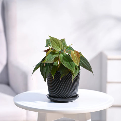 Philodendron Micans