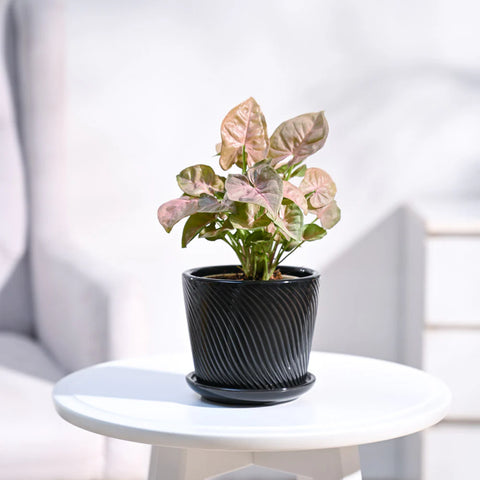 Syngonium Pink