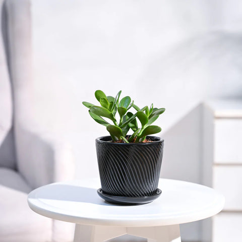 Crassula Ovata