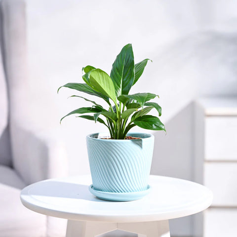 Peace Lily
