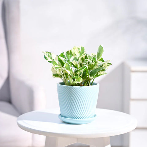 Epipremnum Aureum - N'Joy Pothos