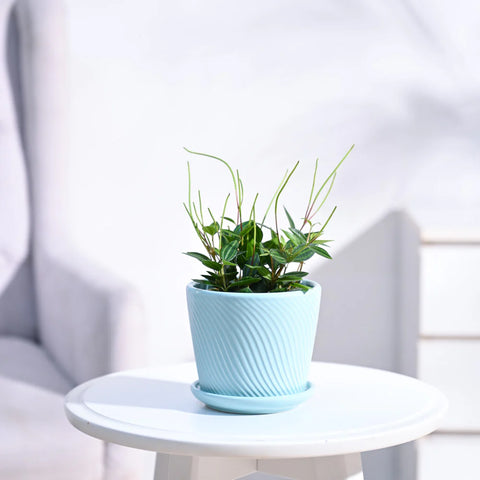 Peperomia Angulata