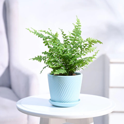 Boston Compacta Fern
