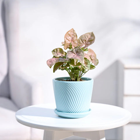 Syngonium Pink