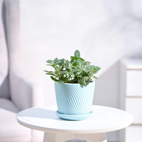 White Nerve Plant