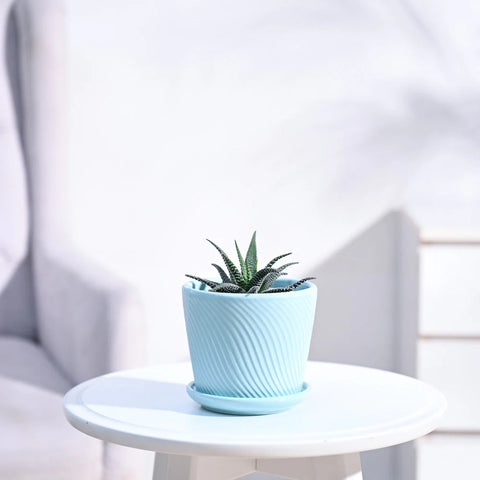 Haworthia Fasciata