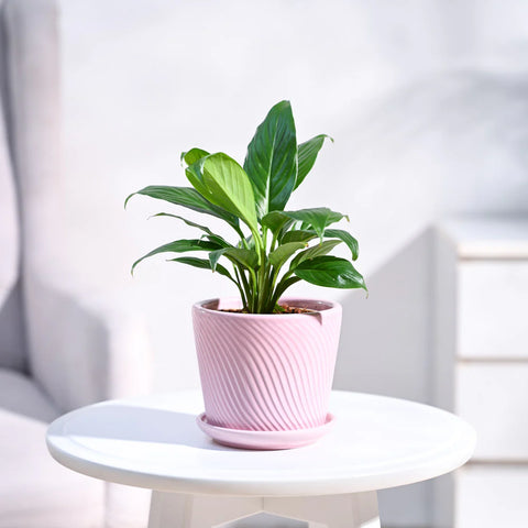 Peace Lily