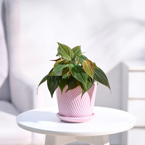 Philodendron Micans