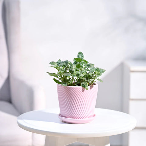 White Nerve Plant