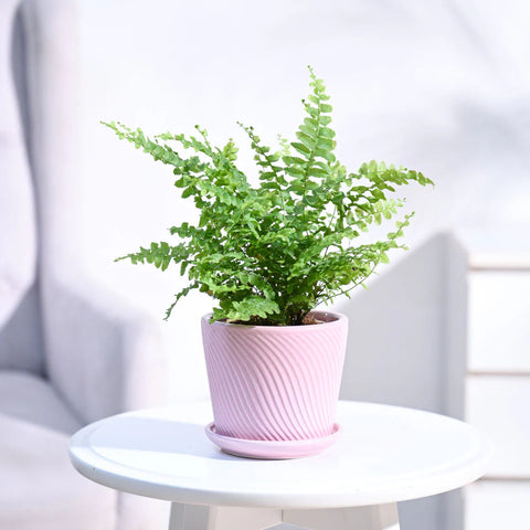 Boston Compacta Fern
