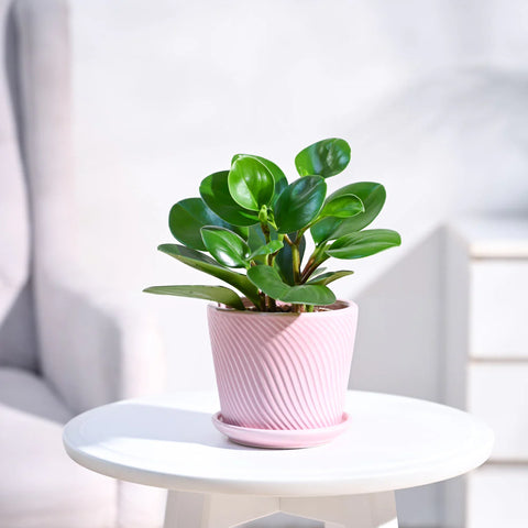Peperomia Obtusifolia