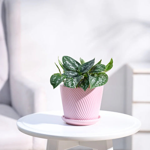 Money Plant Satin - Scindapsus Pictus Argyraeus
