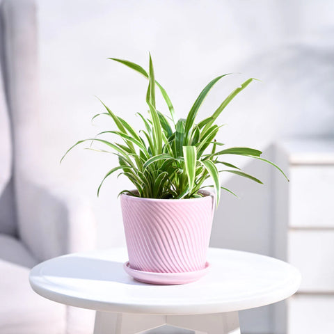 Chlorophytum Spider Plant - Reverse
