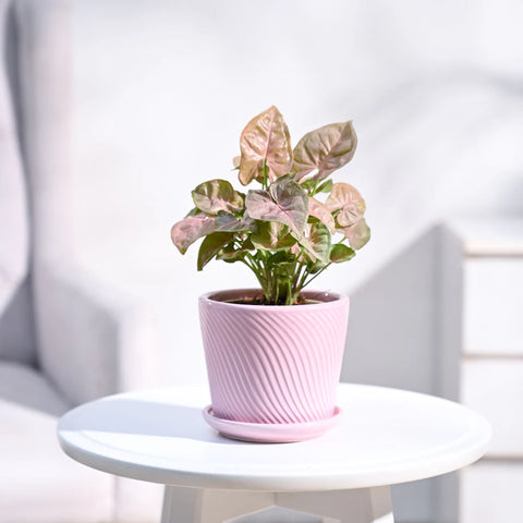 Syngonium Pink