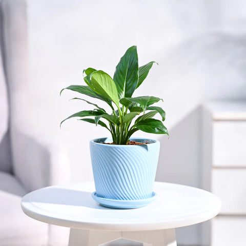 Peace Lily
