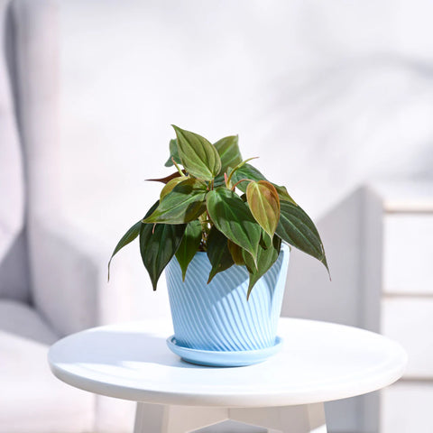 Philodendron Micans