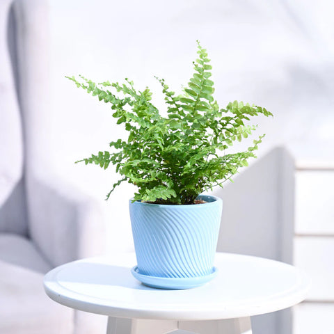 Boston Compacta Fern