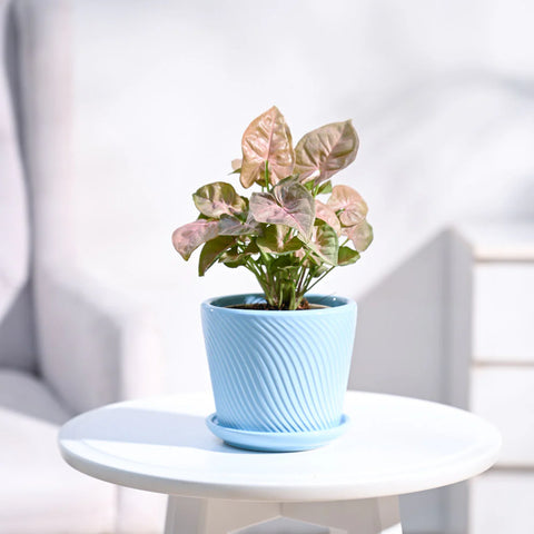 Syngonium Pink