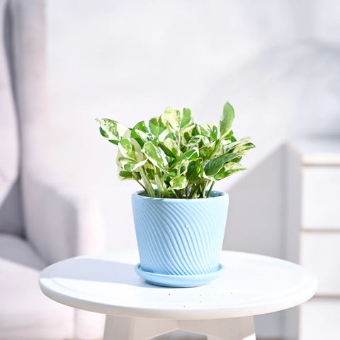 Epipremnum Aureum - N'Joy Pothos