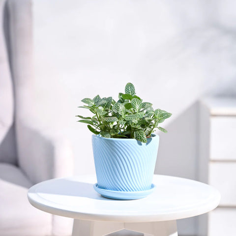 White Nerve Plant