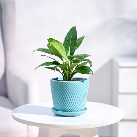 Peace Lily