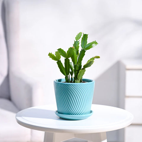 Christmas Cactus