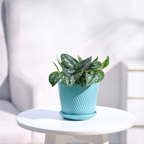 Money Plant Satin - Scindapsus Pictus Argyraeus