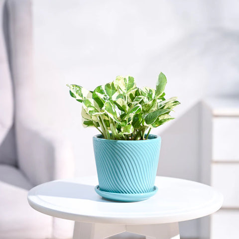 Epipremnum Aureum - N'Joy Pothos