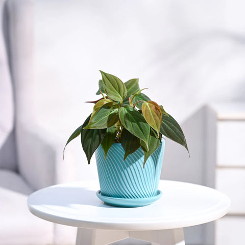 Philodendron Micans