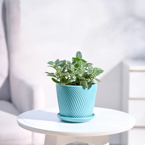 White Nerve Plant