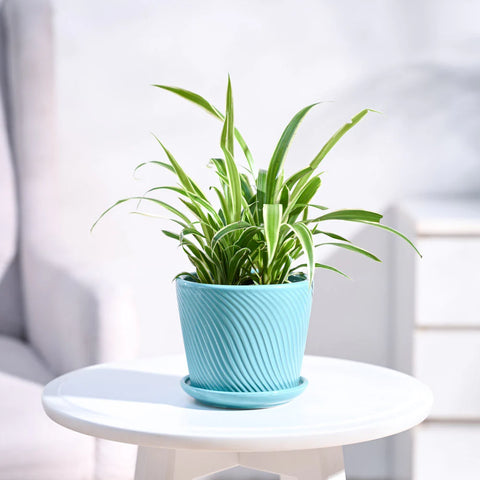 Chlorophytum Spider Plant - Reverse