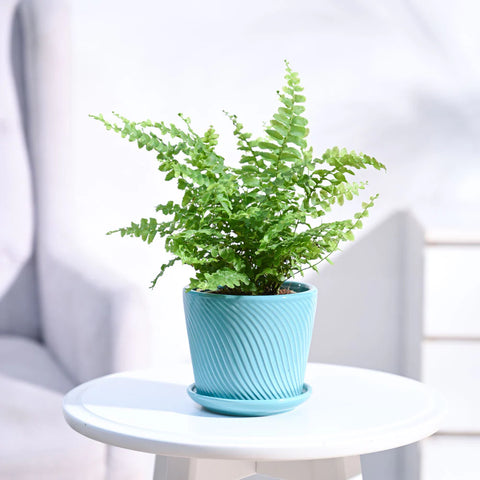 Boston Compacta Fern