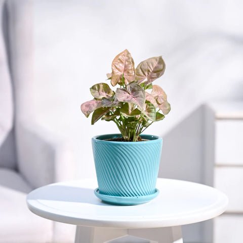 Syngonium Pink