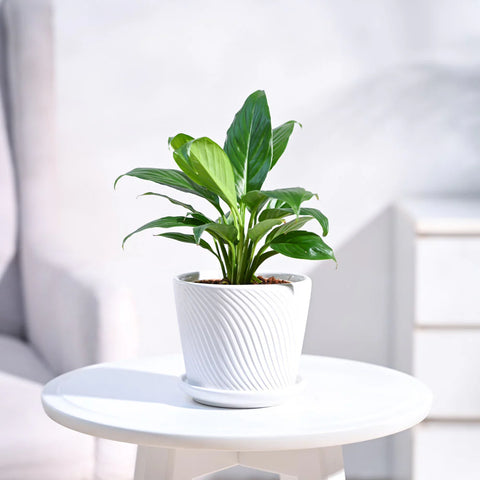 Peace Lily
